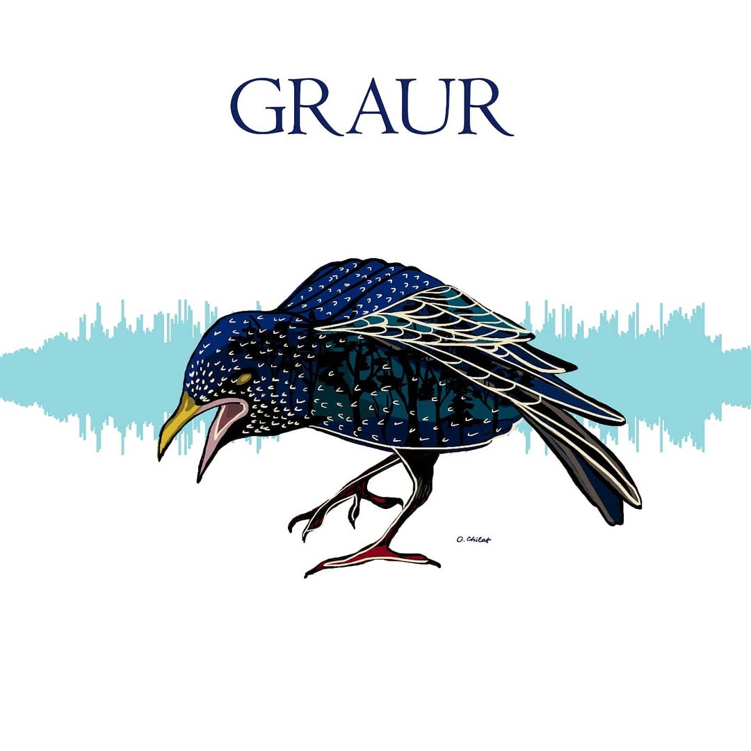 Graur