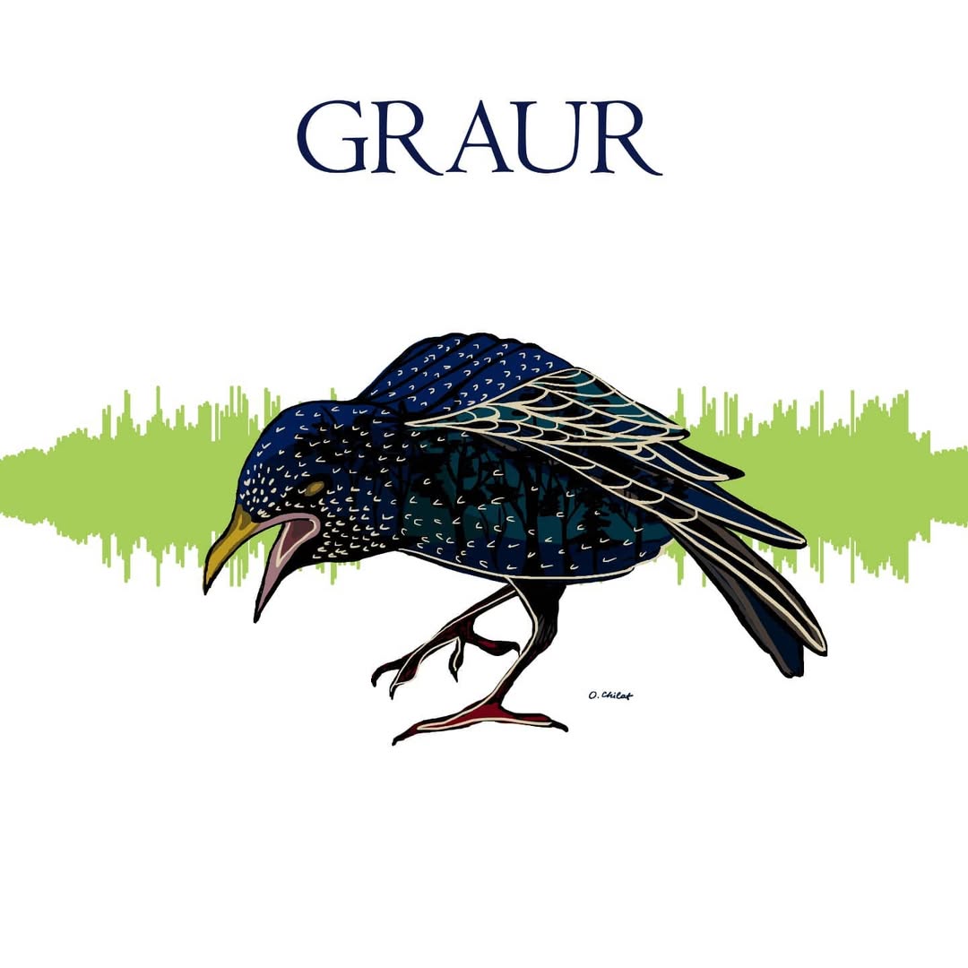 Graur